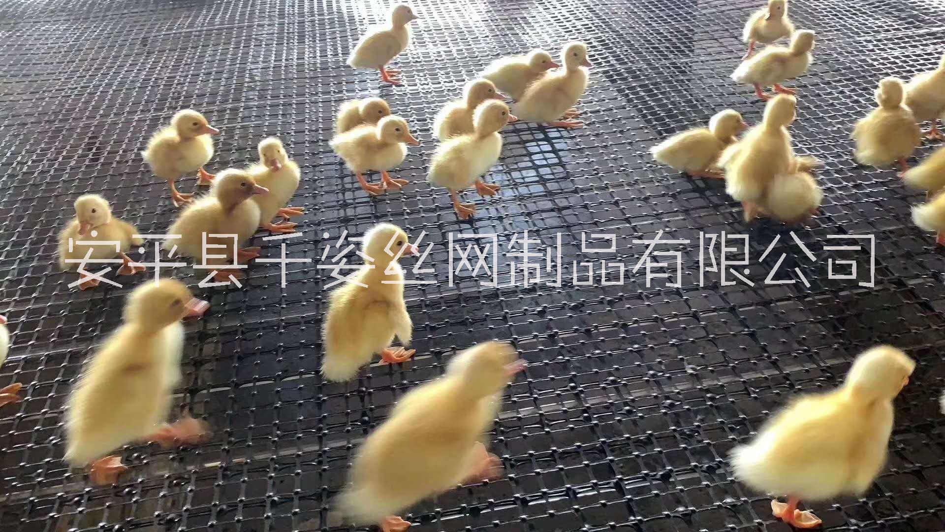 浙江养鸡网生产厂家定制批发销售电话 千姿丝网