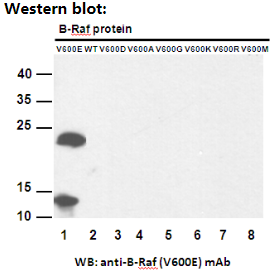 Anti BRaf(V600E) Mouse Monoclonal AntibodyBRaf(V600E)点突变抗体图片