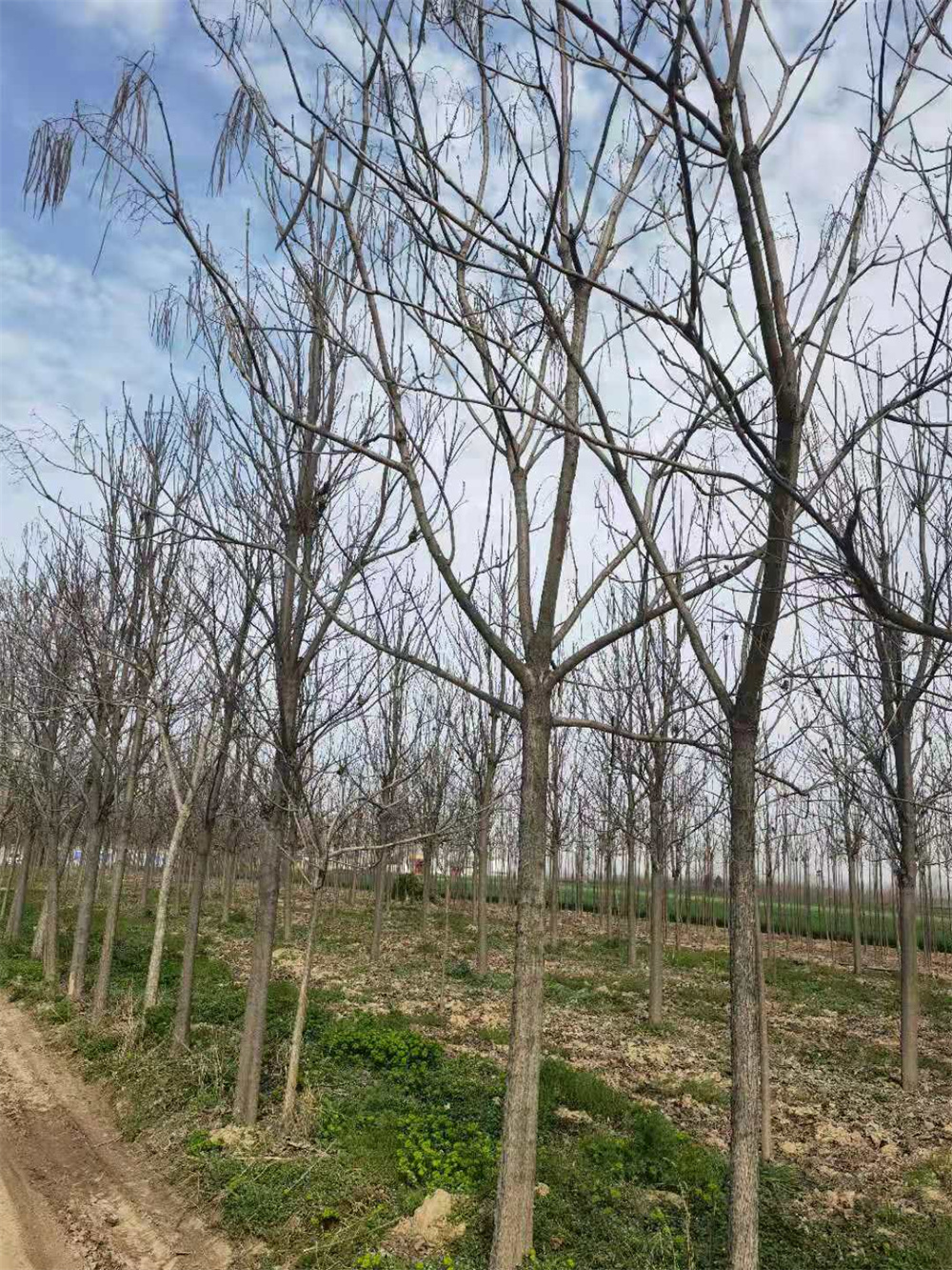 河南梓树批发价，报价，种植基地 河南5公分梓树