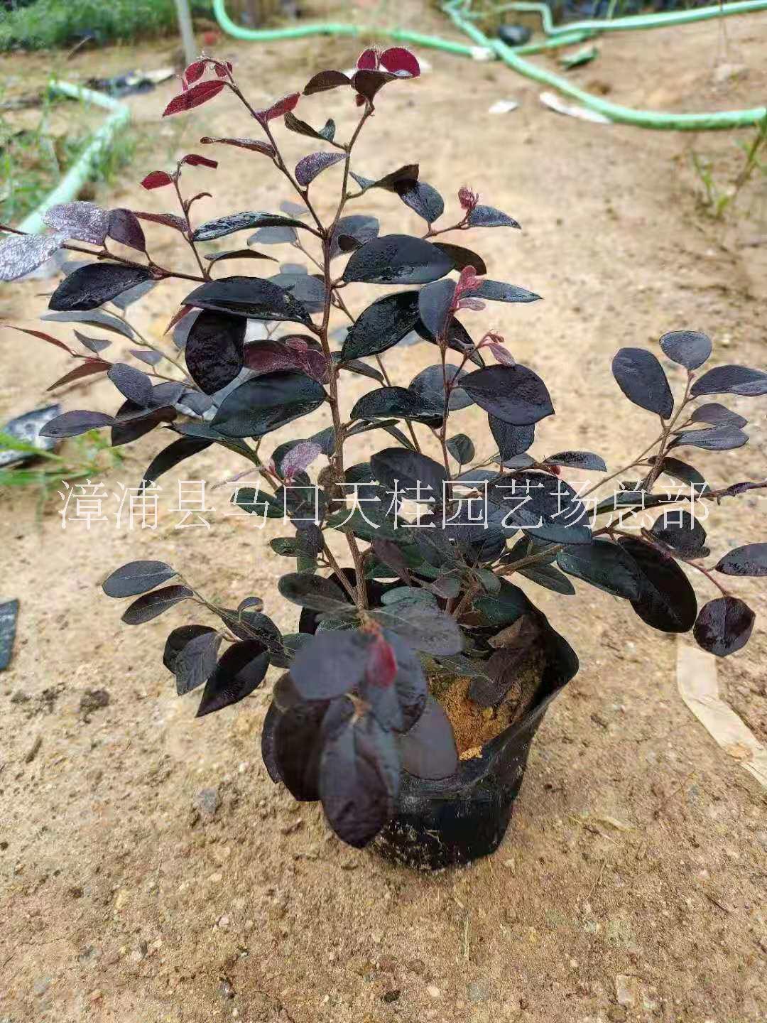 福建省漳州市供应绿化庭院设计 红花继木