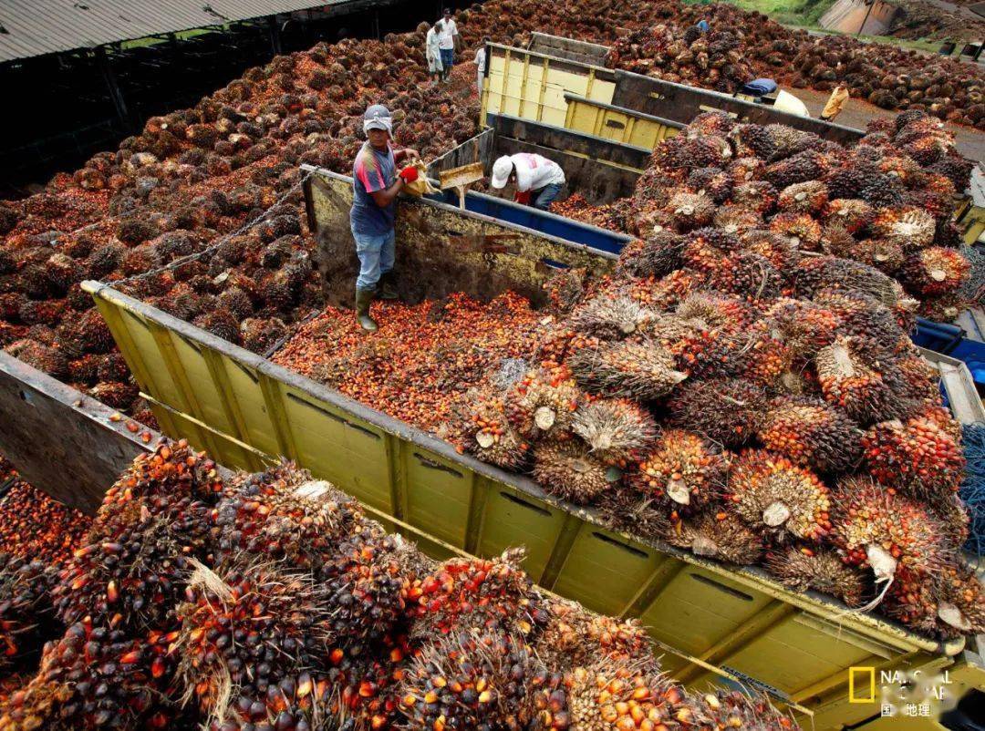 美国棕榈油进口清关报关操作的流程