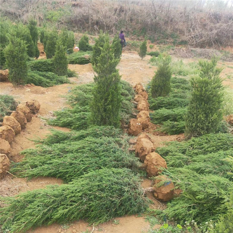蜀桧树种植基地现挖现发价格、1.8米蜀桧树产地直卖批发