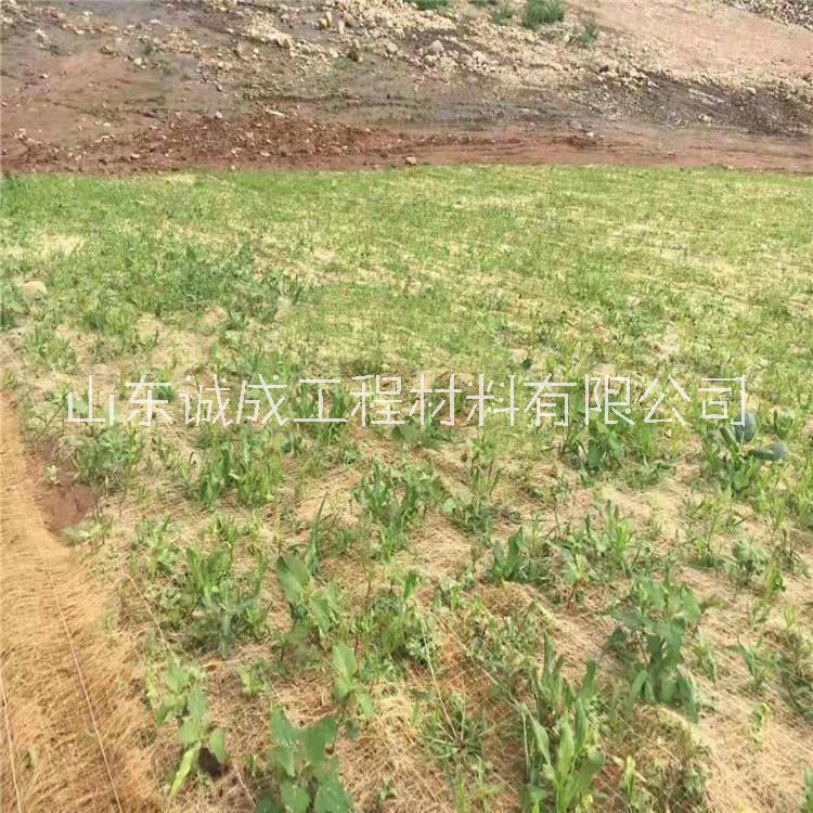 销往河南郑州环保草毯 绿化植被毯  恢复矿山植被绿化方案