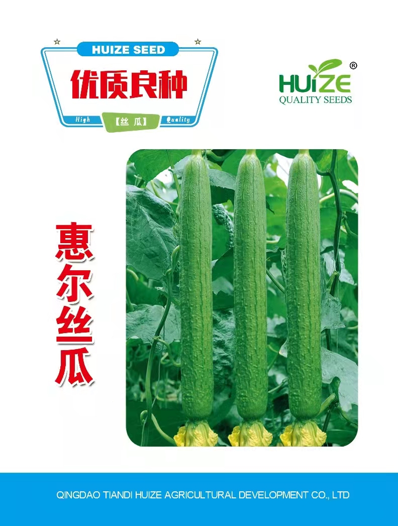 山东青岛惠尔丝瓜种子批发公司销售价格 惠尔丝瓜 惠泽-惠尔丝瓜种子