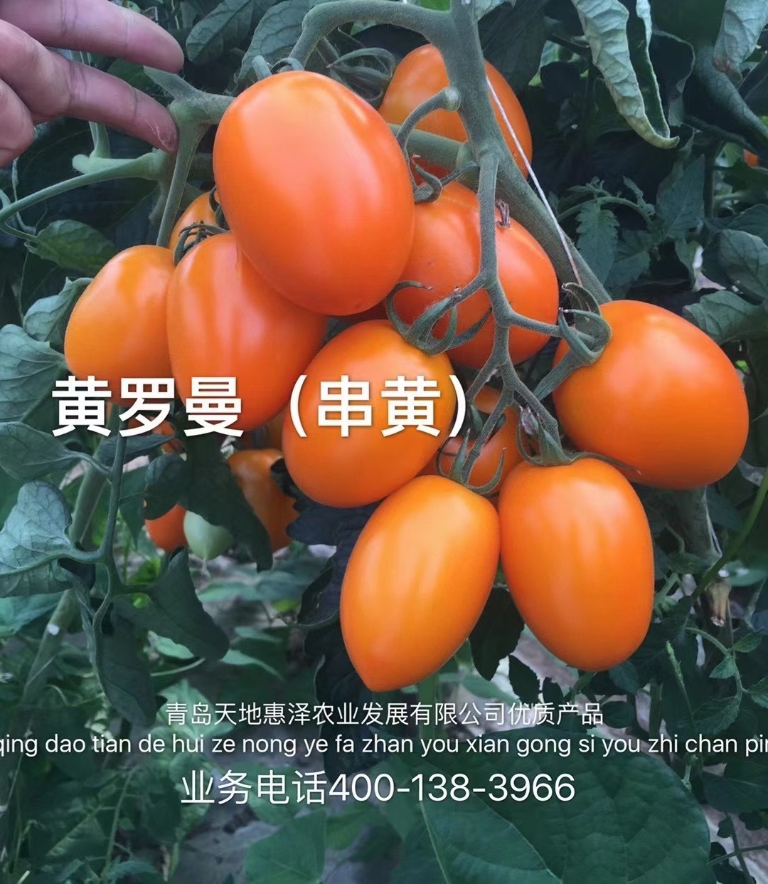 山东青岛黄罗曼番茄种子批发公司销售价格 黄罗曼种子