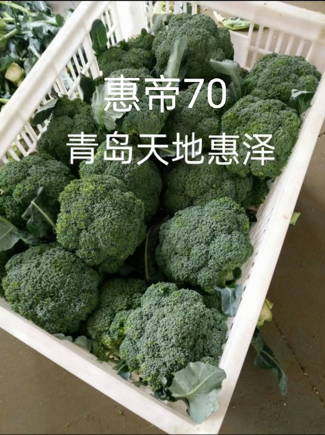 山东青岛惠帝70西兰花种子批发公司销售价格 惠帝70种子 惠泽-惠帝70种子