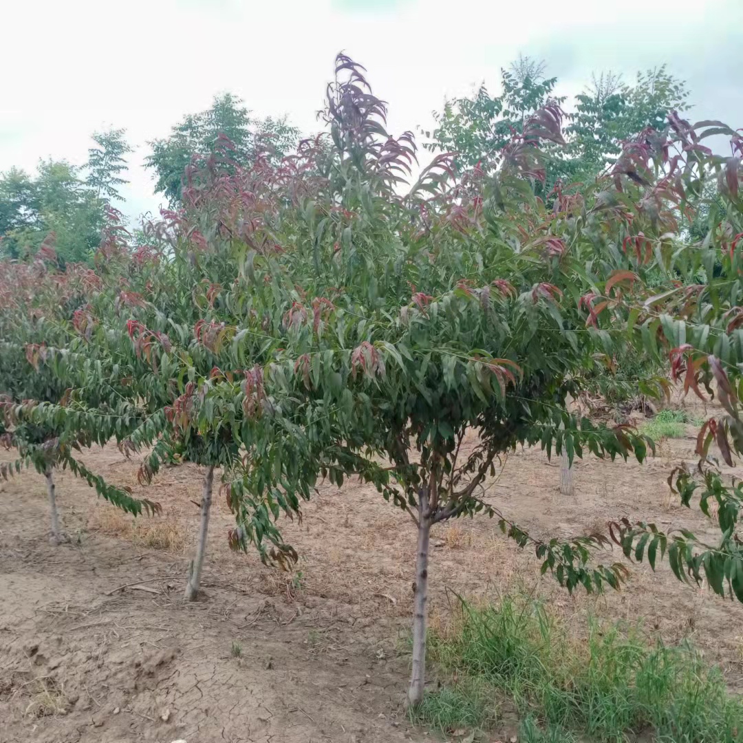德阳基地供应出售8-20公分红叶碧桃树、红叶碧桃树种植基地批发多少钱