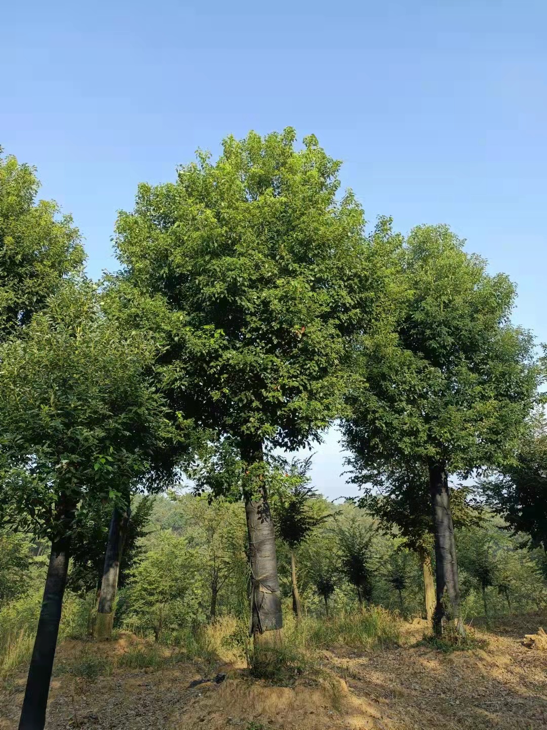 广西香樟大树多少钱一颗广西香樟大树多少钱一颗，哪里有香樟大树，香樟小苗5万株米径3到15公分价格