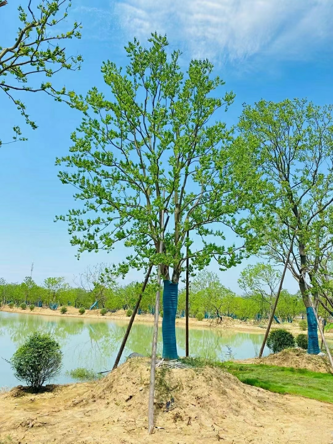 乌桕行道树园林绿化工程 乌桕树 种植基地多规格供应图片