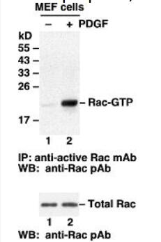 Rac GTP-百意欣生物 Active Rac1-GTP图片