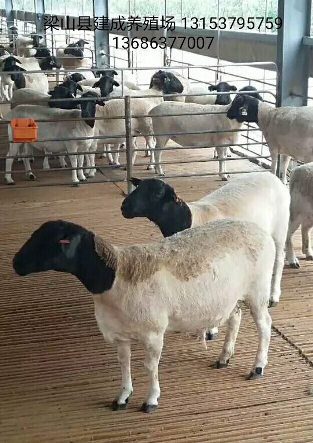 贵州湖羊多胎高产养殖效益好优良湖羊繁殖母羊建成牧业图片