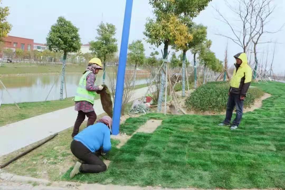 供应马尼拉草坪种植基地 基地供应 马尼拉草坪草皮 用于操场高尔夫球场高速公路绿化带图片