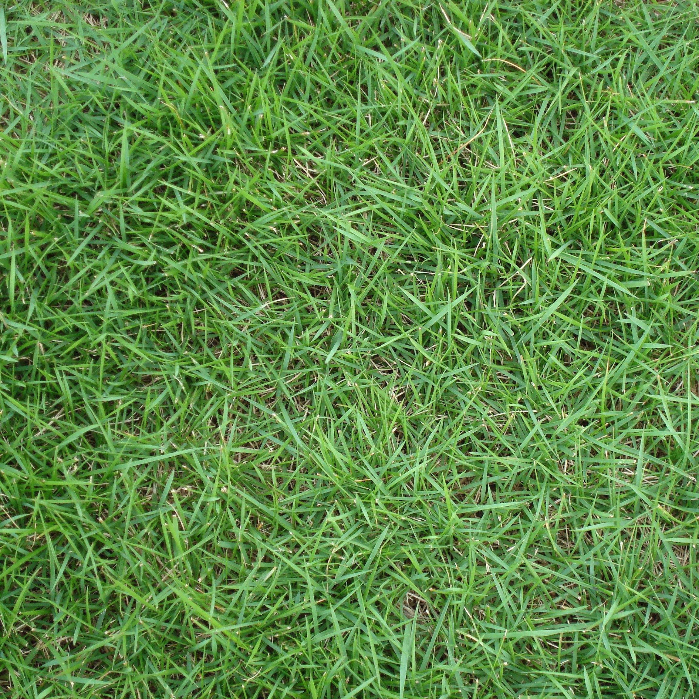 广西高羊茅种子多年爱生草皮草坪型草籽边坡绿化常用草种