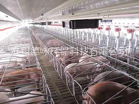 猪舍母猪妊娠初期热寝锌大架钢板食槽定位栏 母猪定位栏
