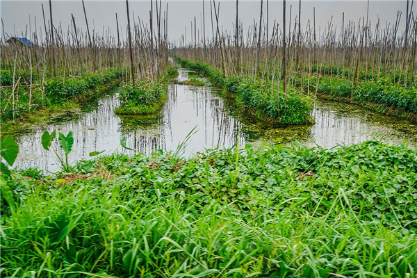 北京市水生植物种植厂家水生植物种植厂家 水生植物种植报价