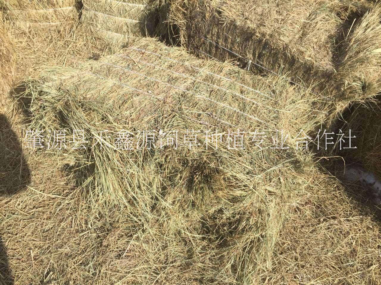 大庆市东北羊草厂家牛场草经济型天然牧草主要产区东北羊草价格低质量好适合育肥繁殖母牛的牧草饲料 牛场牧草