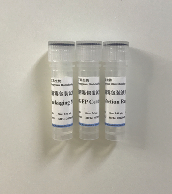 慢病毒包装试剂盒 Lentiviral Packaging Kit