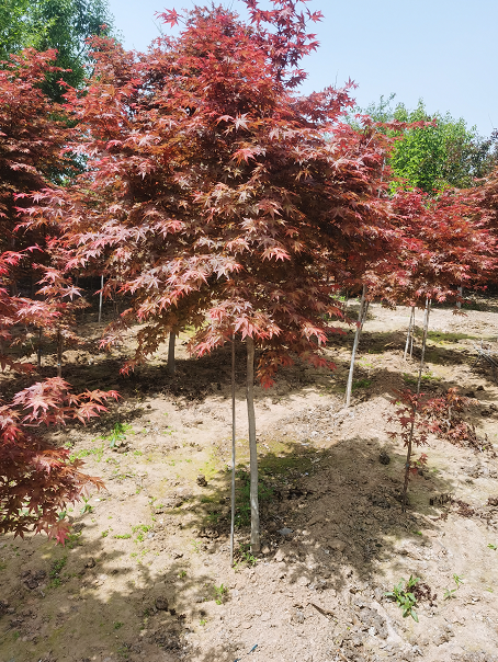 红枫树苗 庭院别墅绿化 日本红枫小苗图片