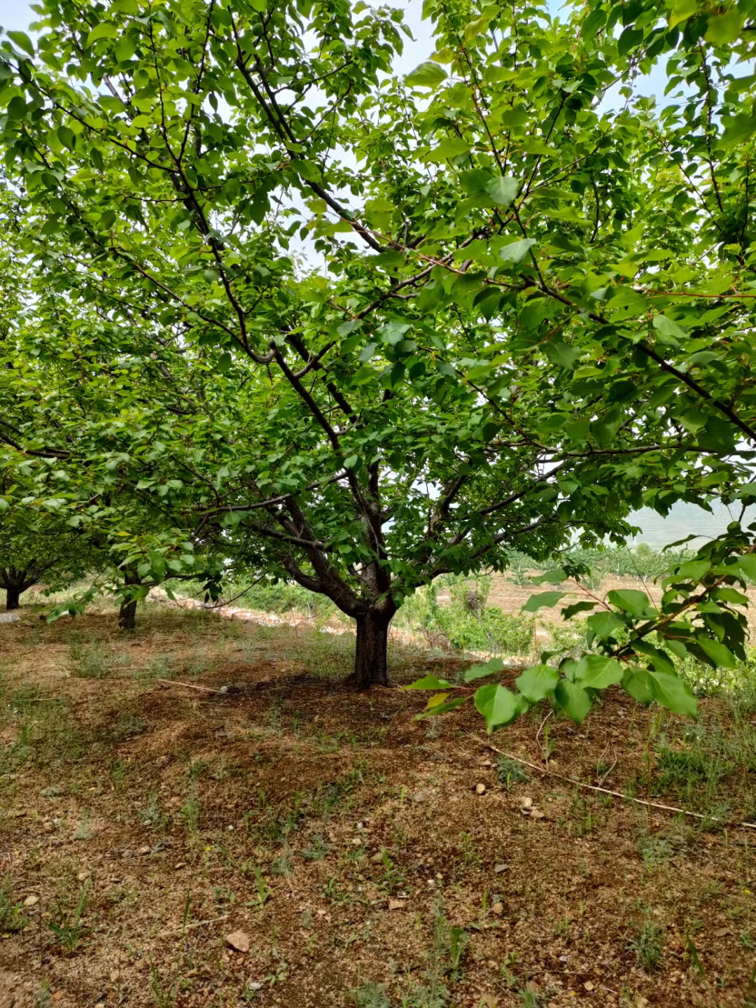 山东绿化乔木-常绿灌木-山杏-木槿-紫荆 大型山杏基地找源新苗圃场