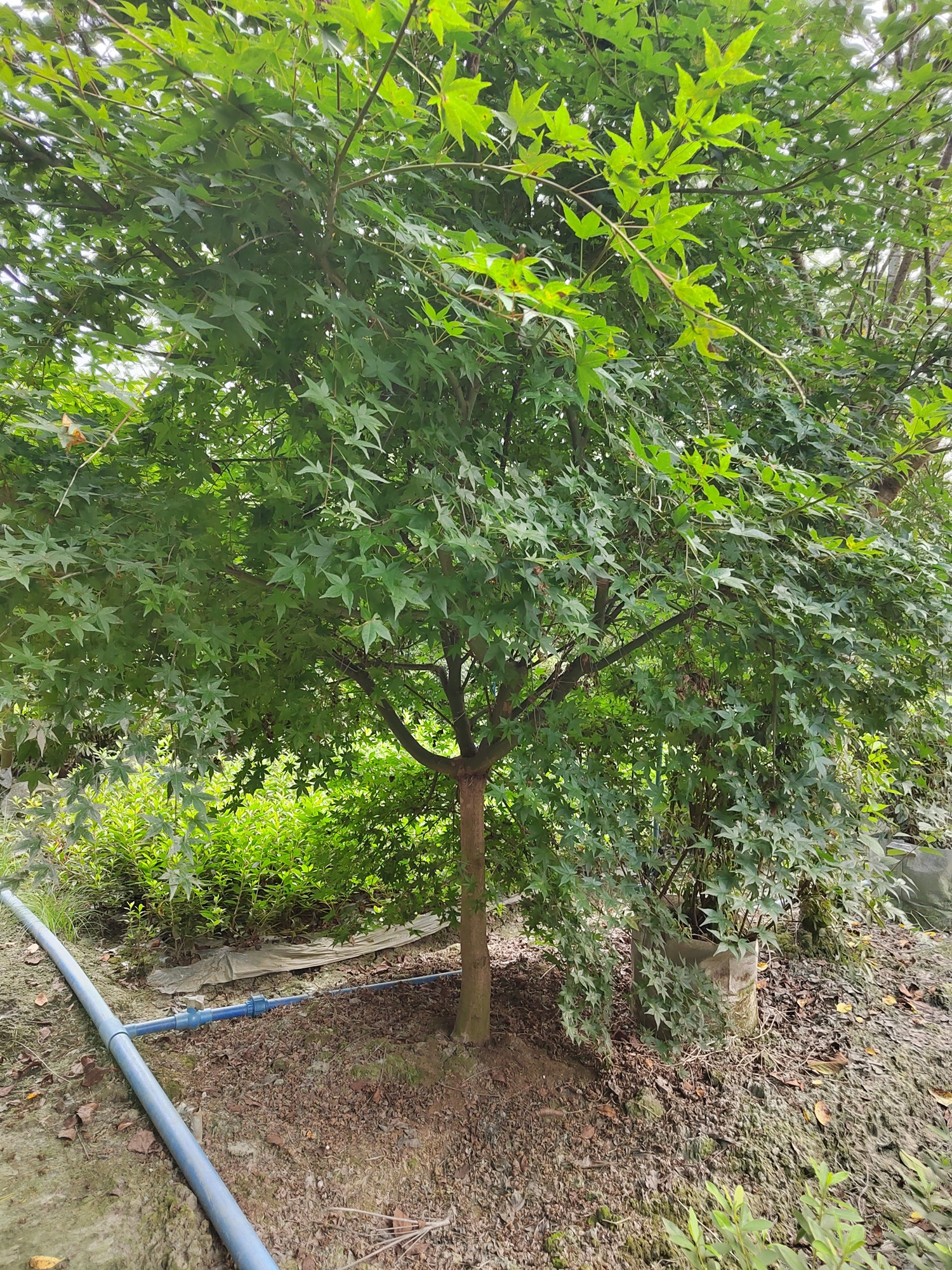 红枫树8cm-12cm