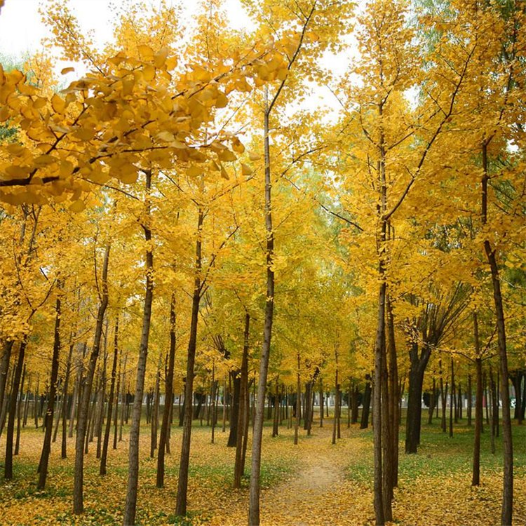 苗圃5-20公分银杏 白果树 根系发达耐寒耐旱 庭院园林景观树
