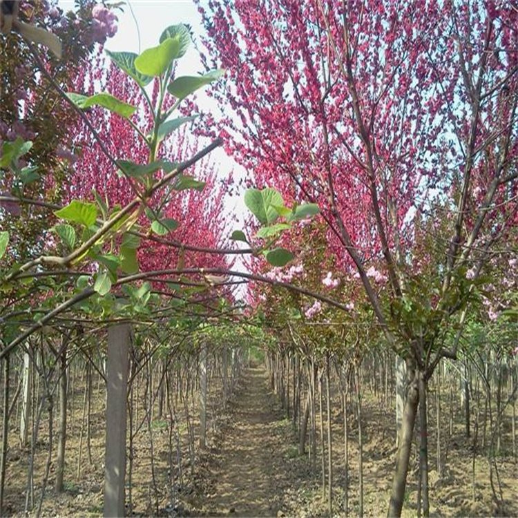 紫叶碧桃 行道风景庭荫绿化树种 易成活