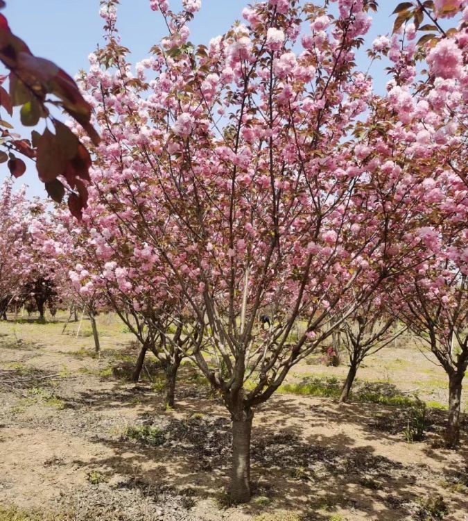 九江市樱花厂家现挖出售观赏樱花 粉色花系 土球发货 根系完整易存活