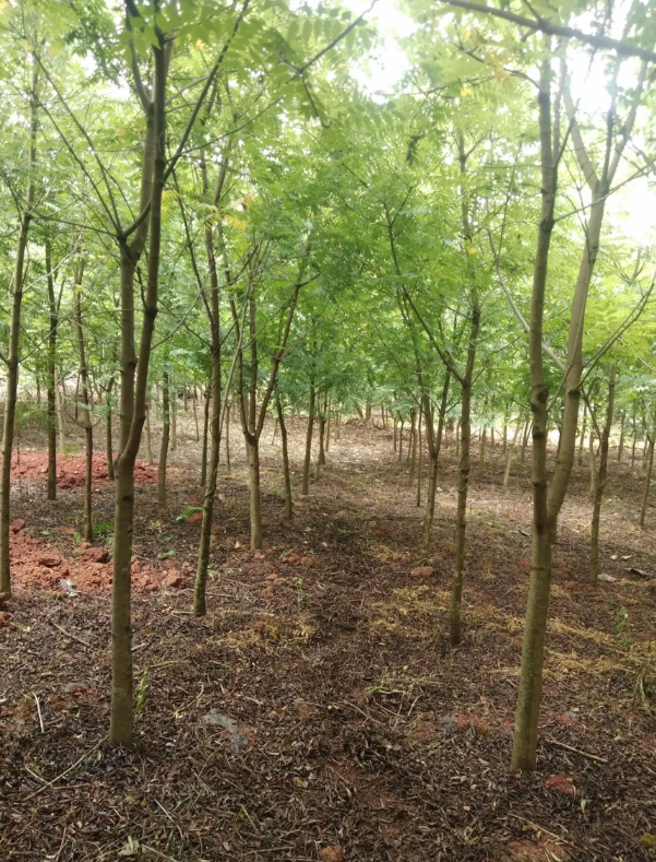 泰安市黄连木厂家黄连木彩叶树种 原生露地栽植 园林景观树