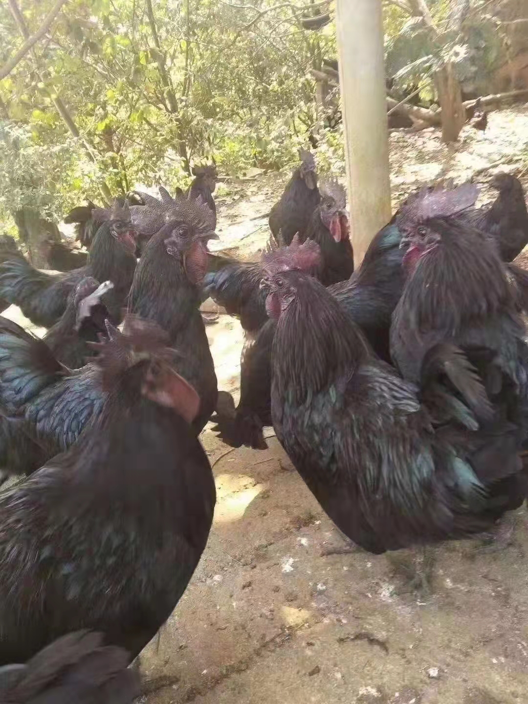 五黑鸡饲养成本多少钱一只、五黑鸡饲养成本及技术指导、五黑鸡饲养成本高吗？图片