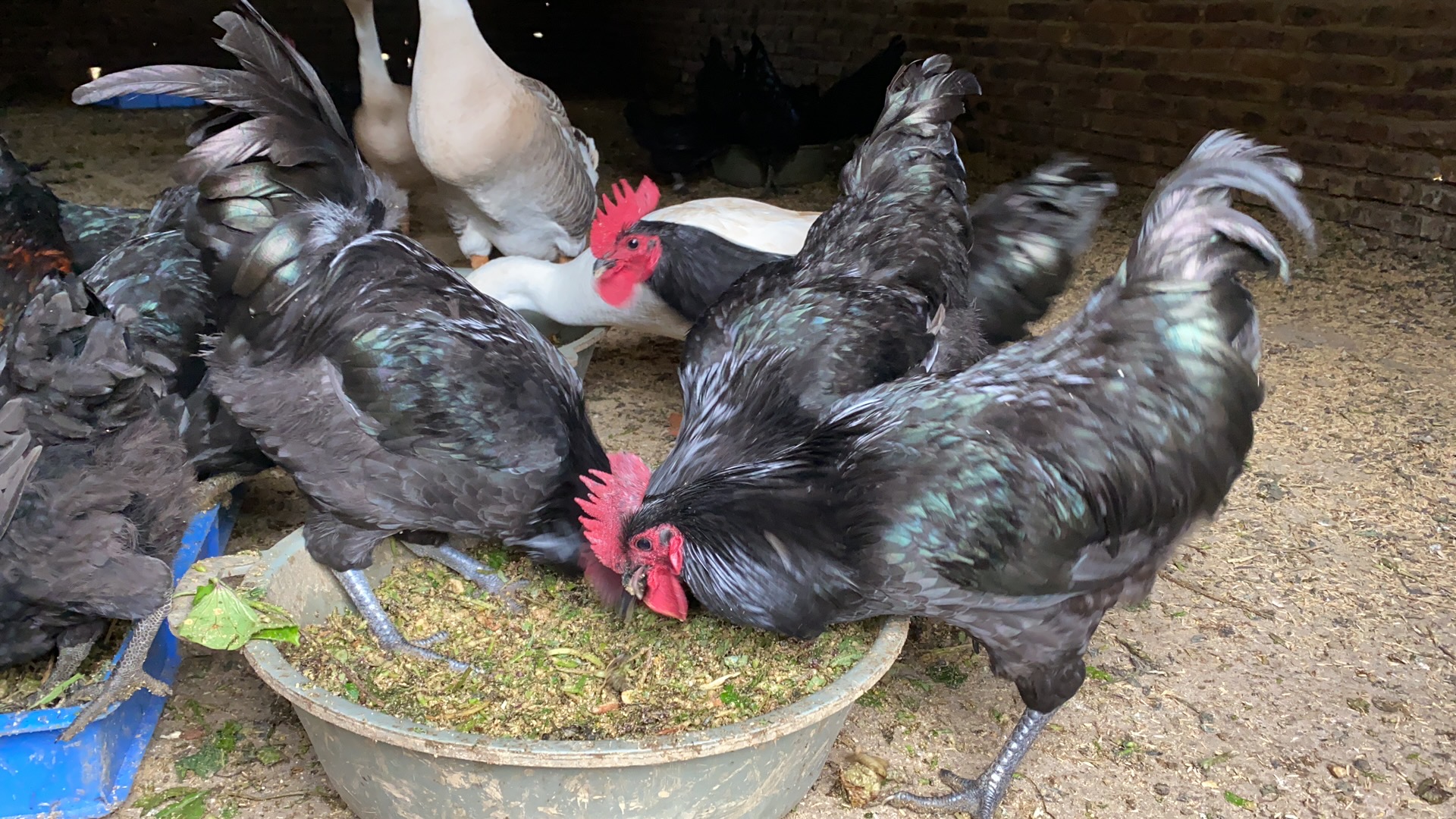黑羽绿壳蛋鸡苗孵化场、供应高产黑羽绿壳蛋鸡苗、黑羽绿壳蛋鸡苗一手货源质量可靠免费提供养殖技术