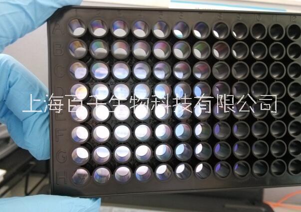 上海百千黑色透明96孔细胞培养板（全黑四边底部透光96孔平底酶标板）