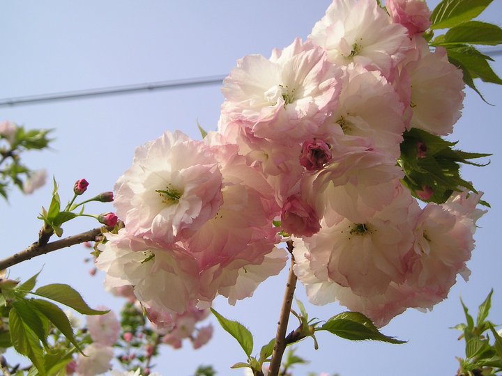 松月樱花花色艳丽日本晚樱代表品种保证