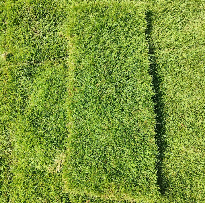 草坪种子 草皮草卷 百慕大草坪 足球场草皮