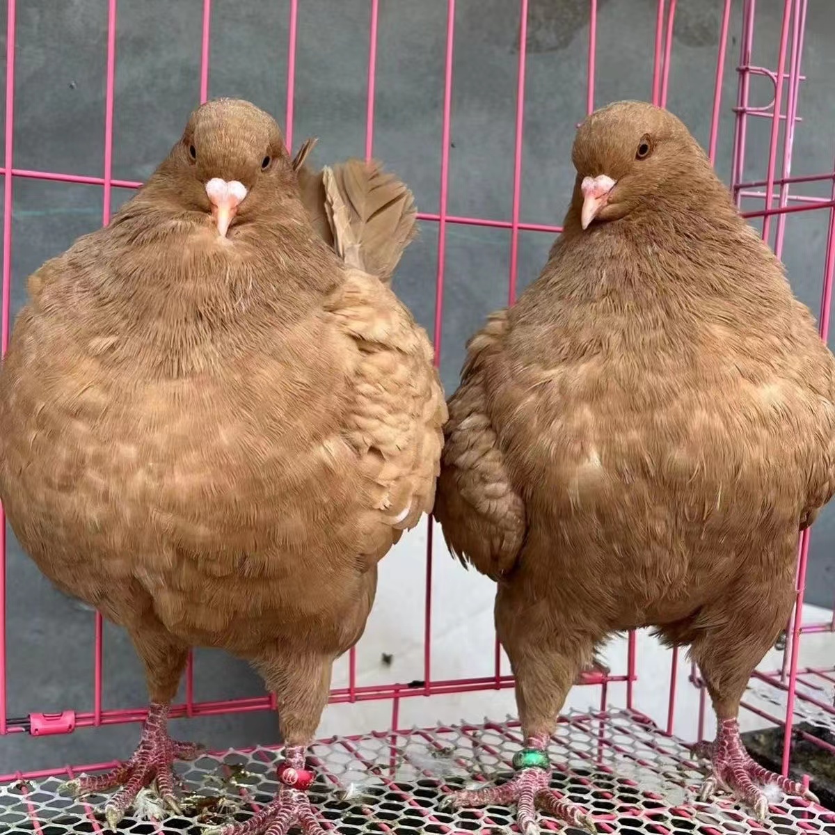 济宁市观赏鸽养殖元宝鸽养殖种鸽养殖厂家