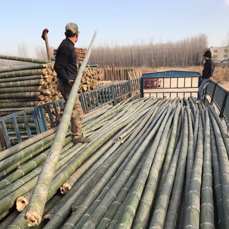 6米毛竹 批发5米竹竿 园林绿化支撑杆 竹杆 小毛竹 等各种竹制品