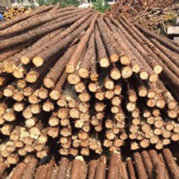 廊坊市5米杉木杆厂家5米杉木杆 杉木桩绿化基地 2米4米6米杉木杆 杉木原木大量销售 绿化树木支撑杆