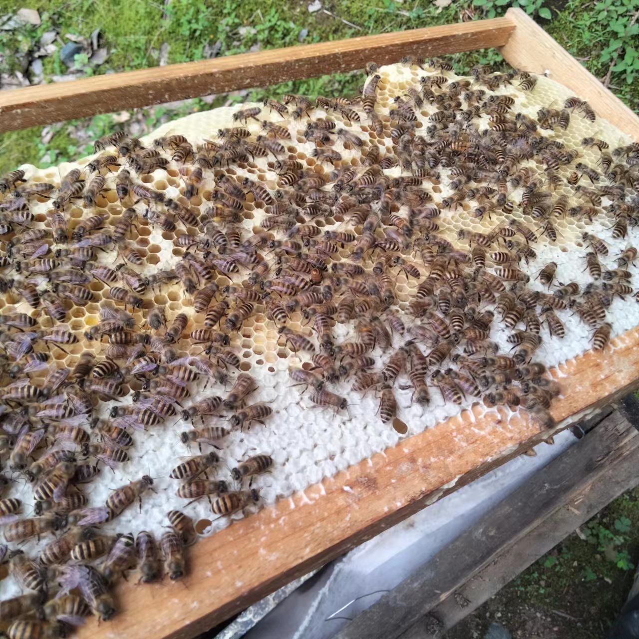 纯正的蜂蜜多少钱一斤批发
