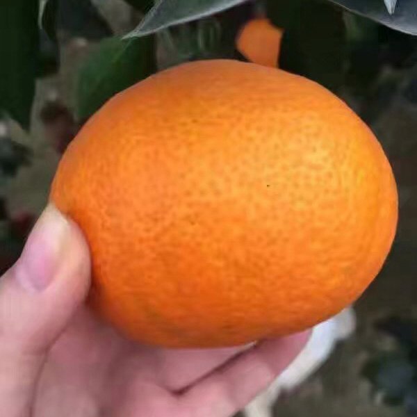 现摘红美人柑橘苗 橘子水果新鲜果冻橙橘子苗结果树苗图片
