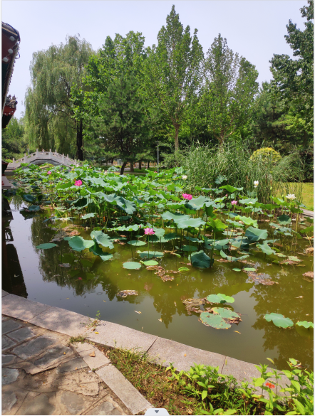 北京景观鱼池净化公司   朝阳景观鱼池净化价格