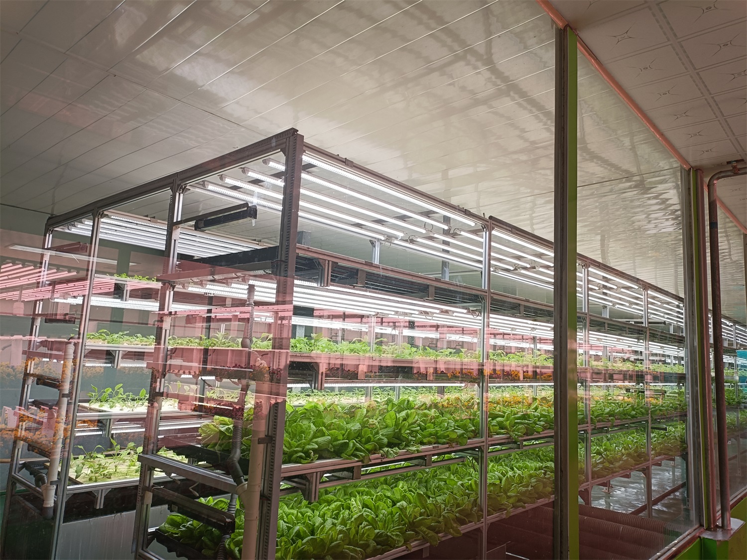 植物工厂植物生长室 全智能生态种植 技术指导设计